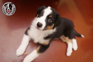 „Lucky Six“ vados australų aviganių nuotrauka