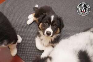 „Lucky Six“ vados australų aviganių nuotrauka