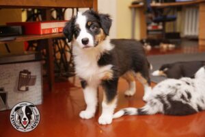 „Lucky Six“ vados australų aviganių nuotrauka