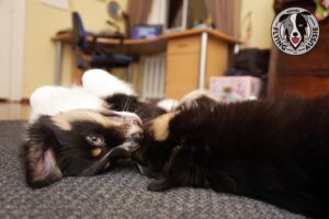 „Lucky Six“ vados australų aviganių nuotrauka