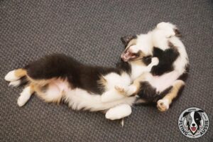 „Lucky Six“ vados australų aviganių nuotrauka