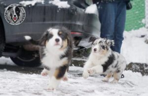 „Lucky Six“ vados australų aviganių nuotrauka