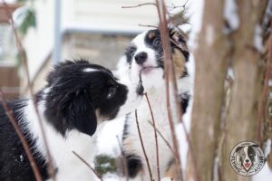 „Lucky Six“ vados australų aviganių nuotrauka