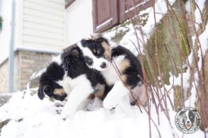 „Lucky Six“ vados australų aviganių nuotrauka