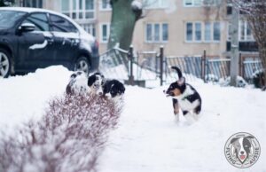 „Lucky Six“ vados australų aviganių nuotrauka