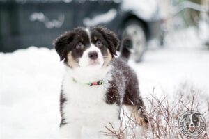 „Lucky Six“ vados australų aviganių nuotrauka