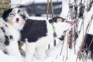 „Lucky Six“ vados australų aviganių nuotrauka