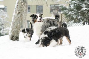 „Lucky Six“ vados australų aviganių nuotrauka