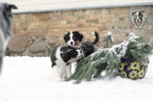 „Lucky Six“ vados australų aviganių nuotrauka