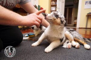 „Lucky Six“ vados australų aviganių nuotrauka