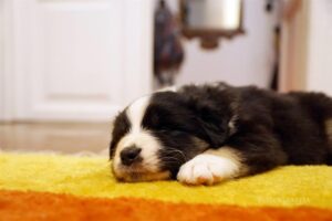 „Lucky Six“ vados australų aviganių nuotrauka