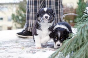 „Lucky Six“ vados australų aviganių nuotrauka