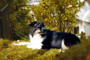 „Lucky Six“ vados australų aviganių nuotrauka