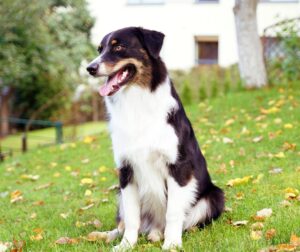 „Lucky Six“ vados australų aviganių nuotrauka