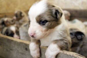 „Lucky Six“ vados australų aviganių nuotrauka