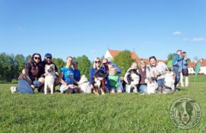 „Lucky Six“ vados australų aviganių nuotrauka