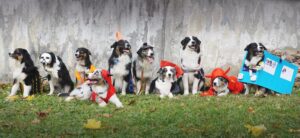„Lucky Six“ vados australų aviganių nuotrauka