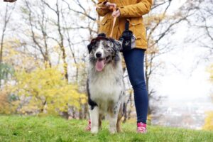 „Lucky Six“ vados australų aviganių nuotrauka