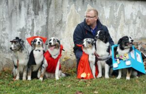 „Lucky Six“ vados australų aviganių nuotrauka