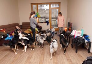 „Lucky Six“ vados australų aviganių nuotrauka