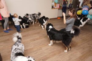 „Lucky Six“ vados australų aviganių nuotrauka
