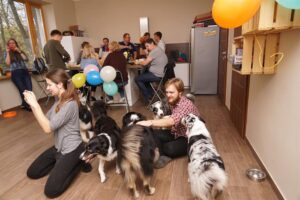 „Lucky Six“ vados australų aviganių nuotrauka