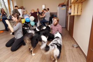 „Lucky Six“ vados australų aviganių nuotrauka
