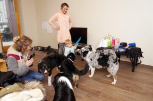 „Lucky Six“ vados australų aviganių nuotrauka