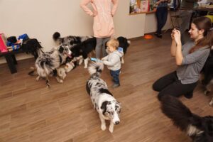„Lucky Six“ vados australų aviganių nuotrauka