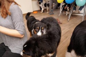 „Lucky Six“ vados australų aviganių nuotrauka