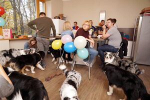 „Lucky Six“ vados australų aviganių nuotrauka