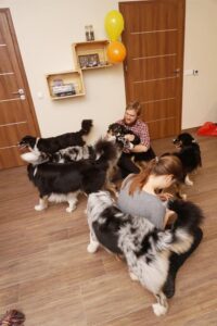 „Lucky Six“ vados australų aviganių nuotrauka