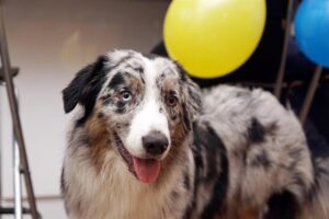 „Lucky Six“ vados australų aviganių nuotrauka