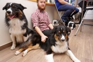 „Lucky Six“ vados australų aviganių nuotrauka