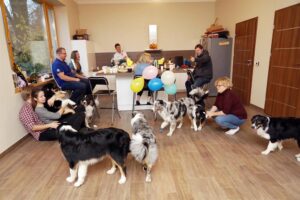 „Lucky Six“ vados australų aviganių nuotrauka
