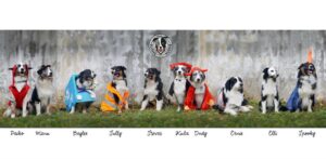 „Lucky Six“ vados australų aviganių nuotrauka