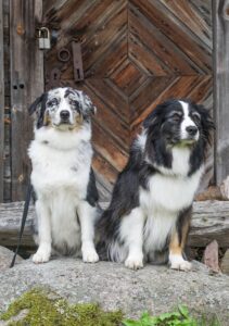 „Lucky Six“ vados australų aviganių nuotrauka