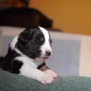 „Lucky Six“ vados australų aviganių nuotrauka