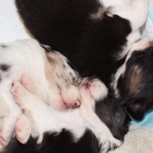 „Lucky Six“ vados australų aviganių nuotrauka
