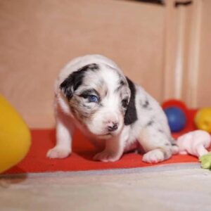 „Lucky Six“ vados australų aviganių nuotrauka