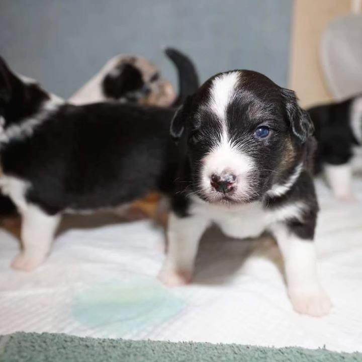 „Lucky Six“ vados australų aviganių nuotrauka