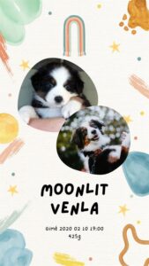„Moonlit“ vados australų aviganių nuotrauka