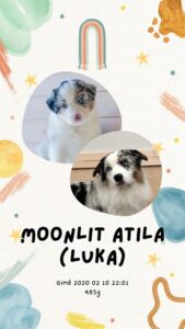 „Moonlit“ vados australų aviganių nuotrauka