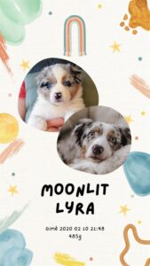 „Moonlit“ vados australų aviganių nuotrauka