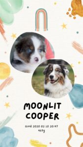 „Moonlit“ vados australų aviganių nuotrauka