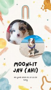 „Moonlit“ vados australų aviganių nuotrauka