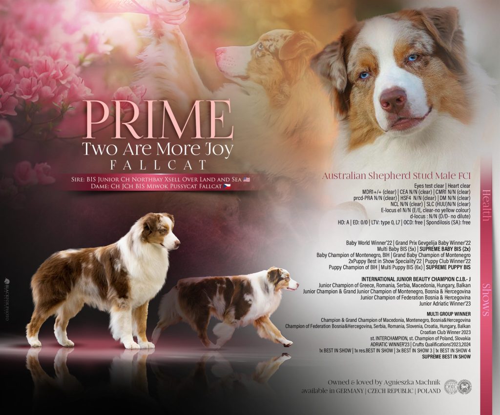 Prime - „Royal“ ir „Happy“ vadų tėvas