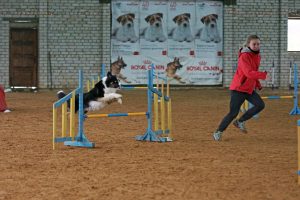 Agility treniruotė