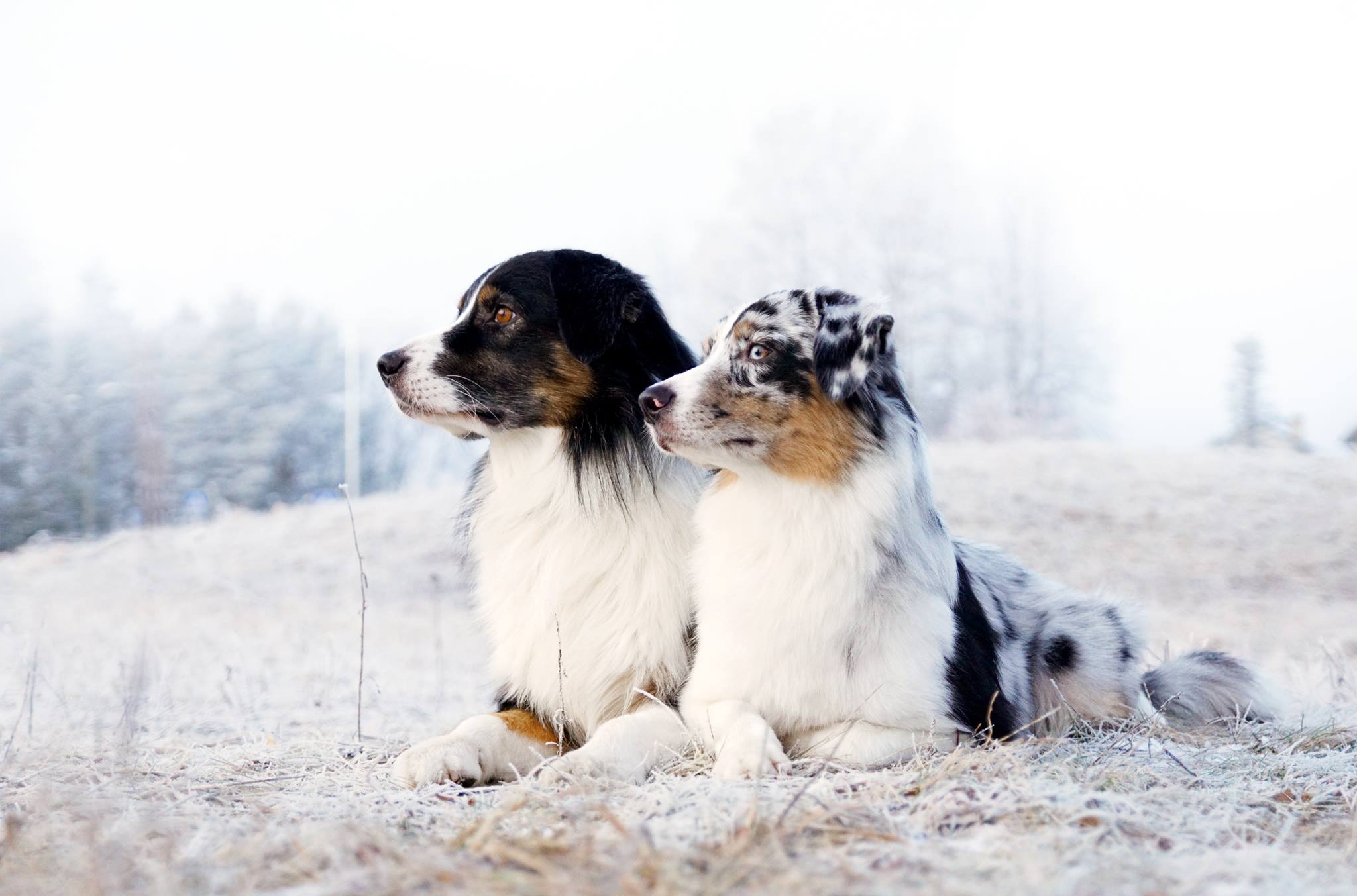 Du blue merle aviganiai šerkšne