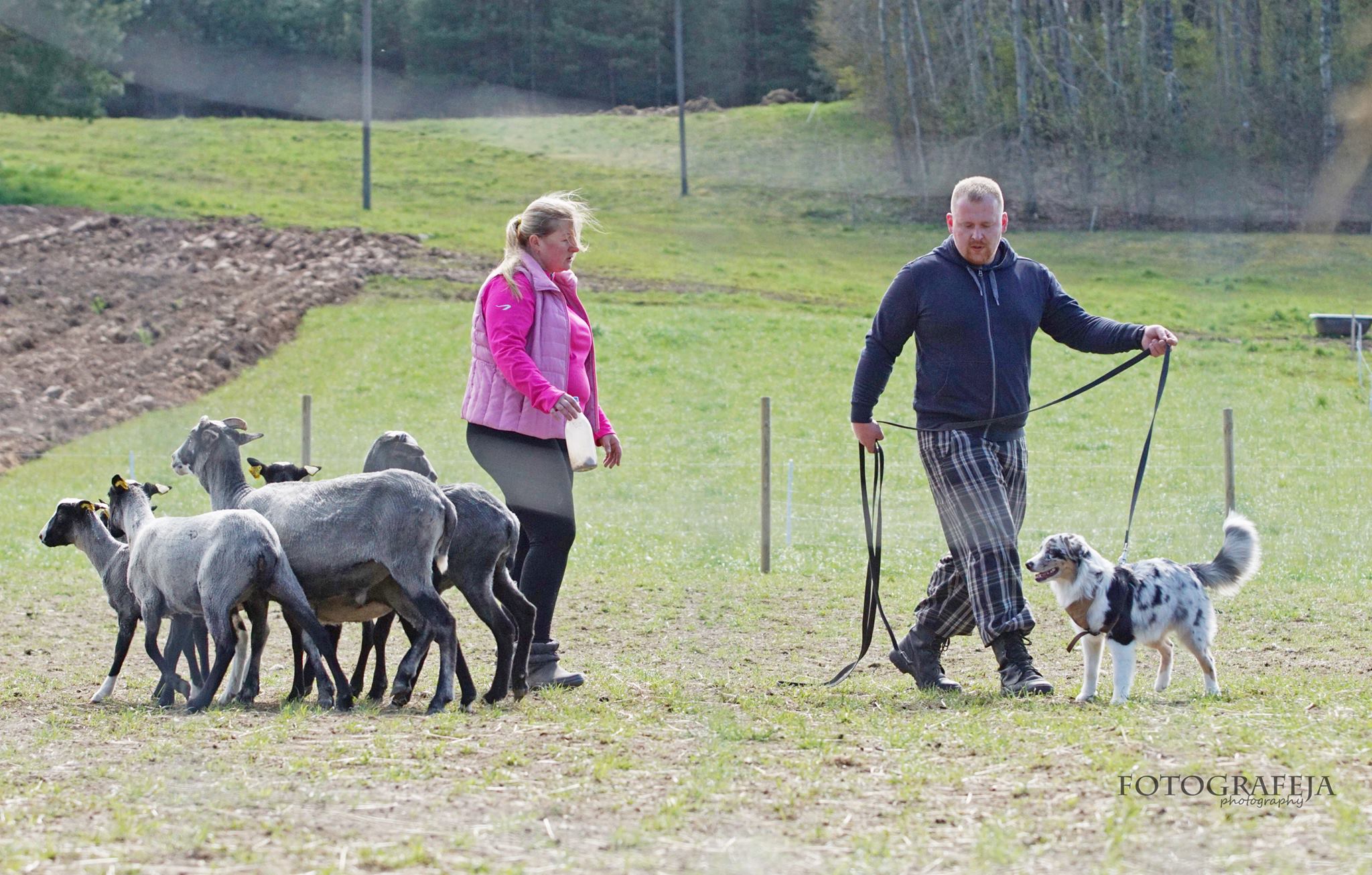 Australų aviganis gano avis